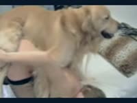Golden retriever dog fucking a sexy kinky beastie gal